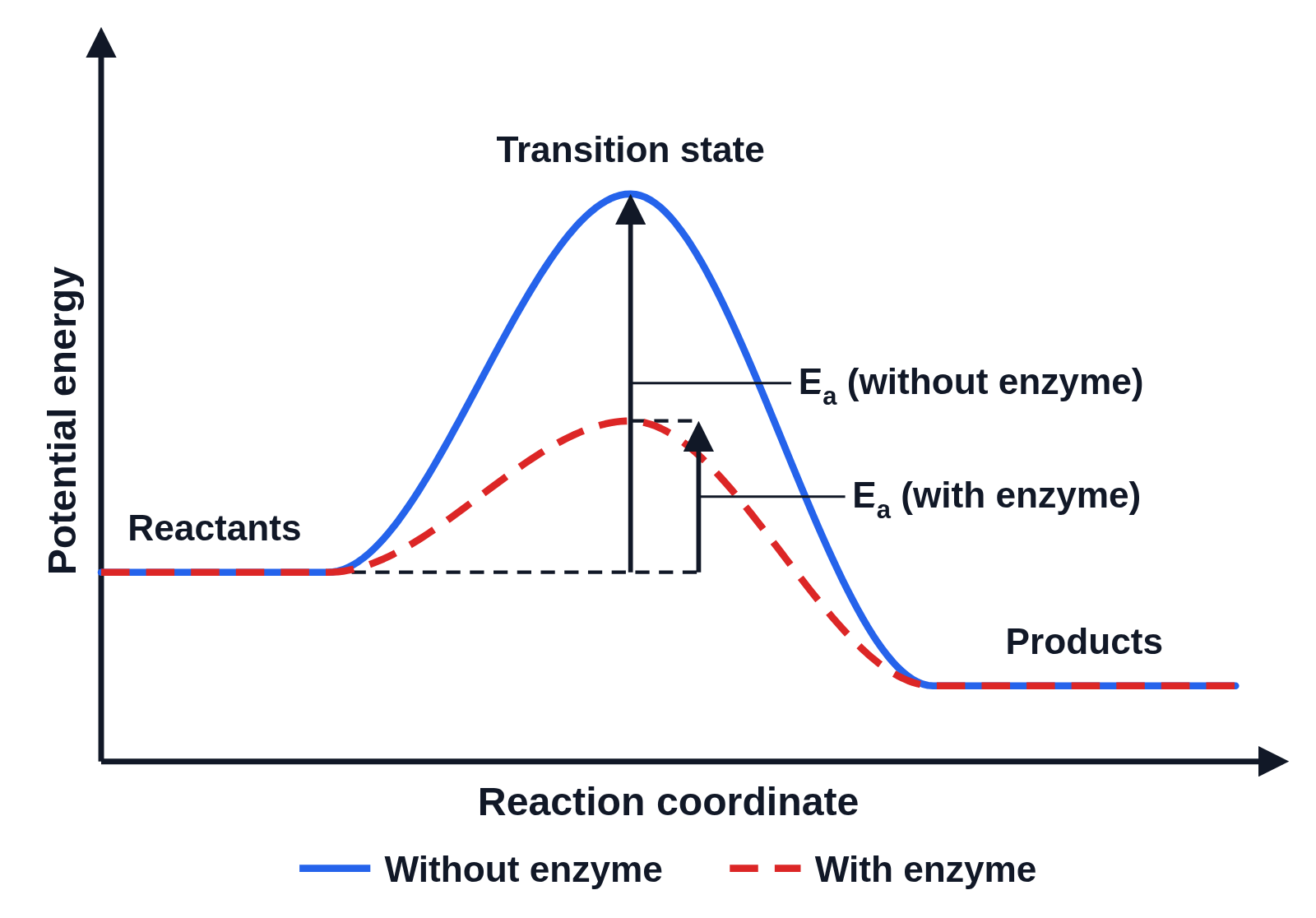 Energy diagram with no numbers on its axes: a reaction’s path without an enzyme and a lower dashed path with an enzyme, each activation energy marked